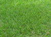 Barenbrug Pensacola Bahia Grass