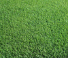 Barenbrug Zoysia Turf