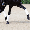 Capillary Hydroponics for Equestrian
