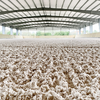 Capillary Hydroponics for Equestrian